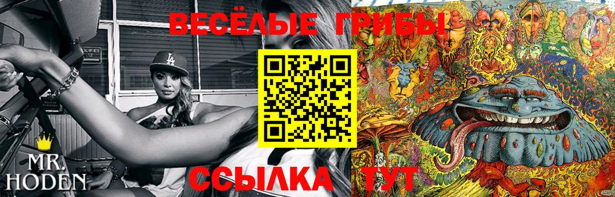 Псилоцибиновые грибы Psilocybe Курчатов